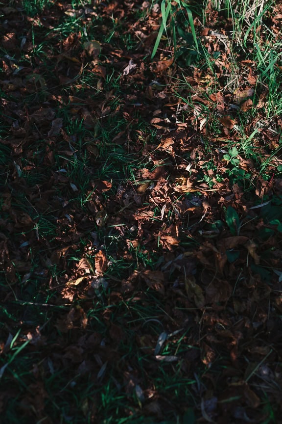 Dry brown leaves on the ground among green grass