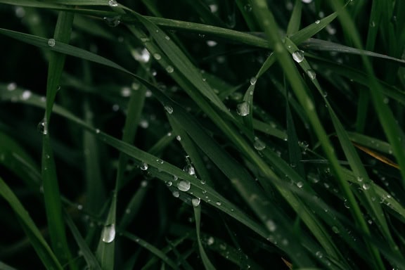Water droplets on dark green grass