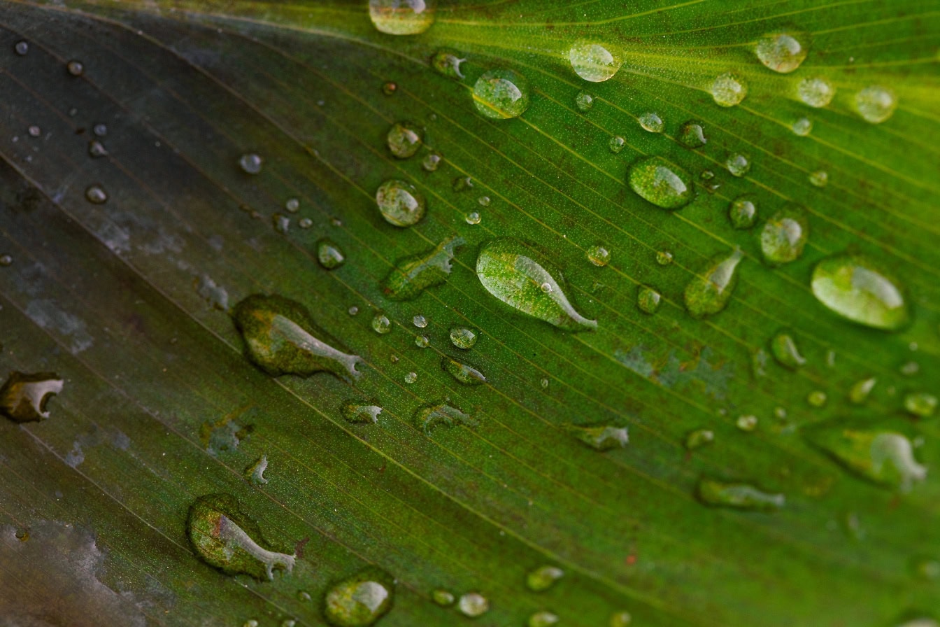 Detailný záber kvapiek vody na zelenožltom liste