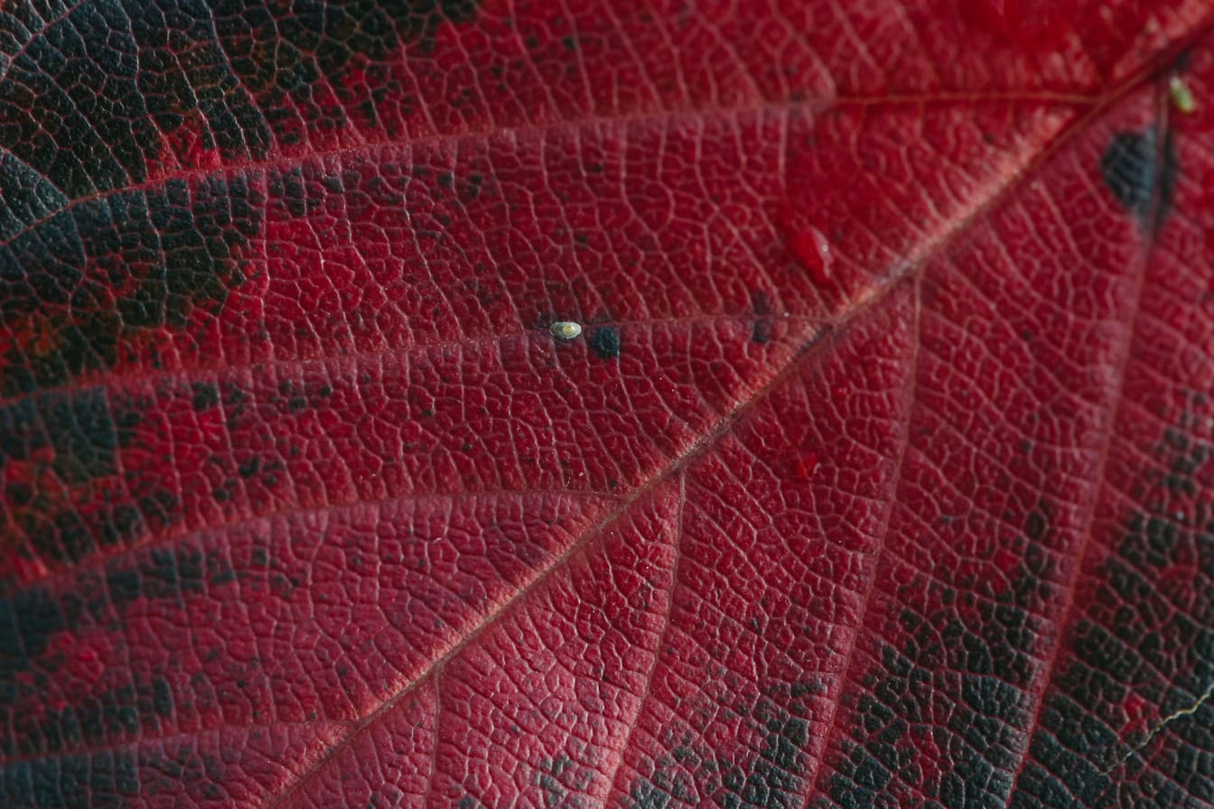 Textura em close-up de uma folha vermelho-preta escura