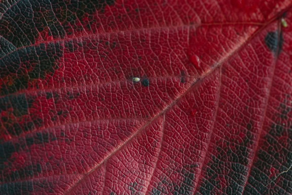 Zbliżenie tekstury ciemnego czerwono-czarnego liścia