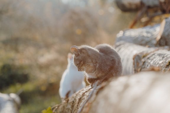 Gatto grigio seduto su un tronco