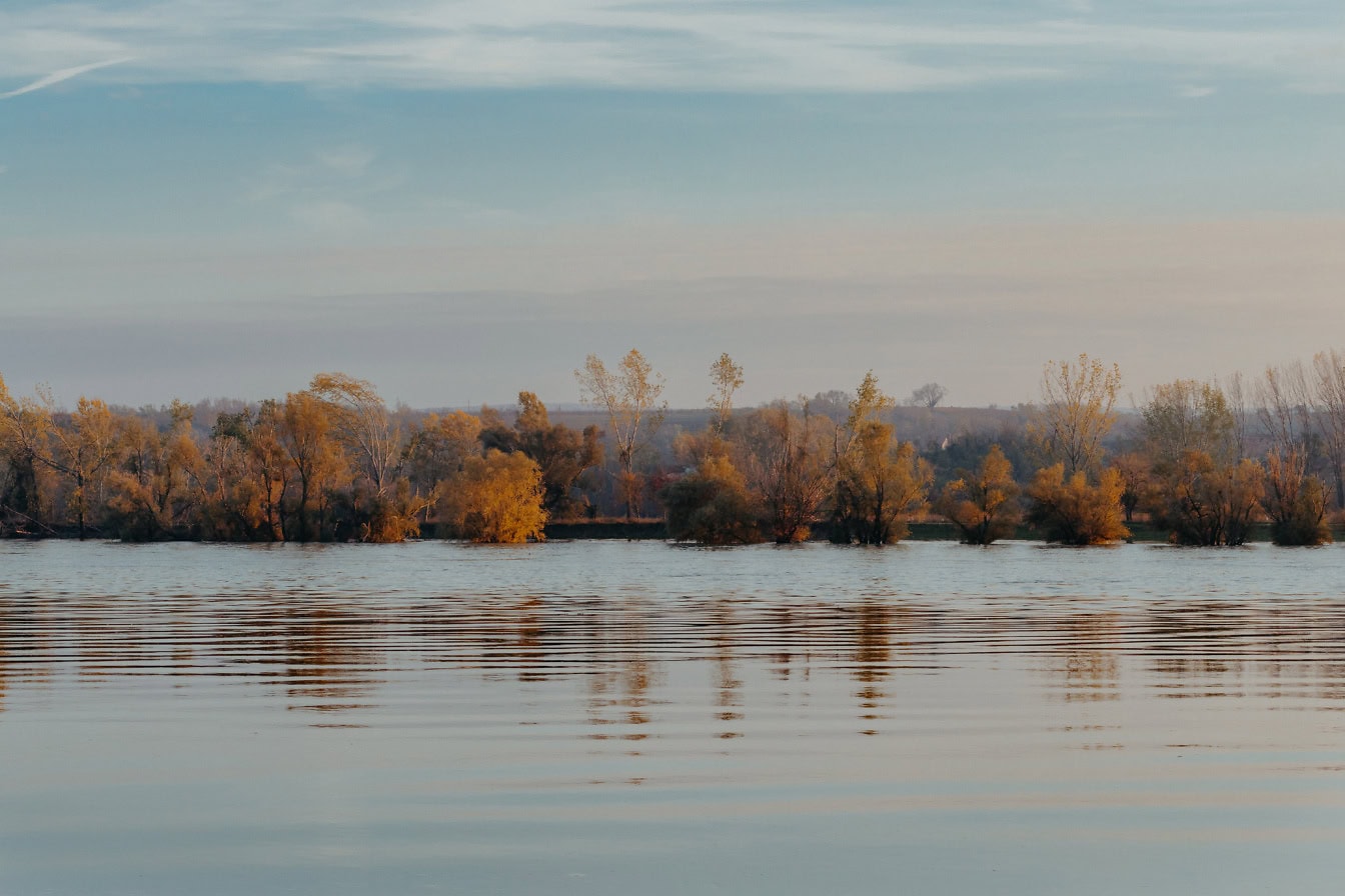 Swollen Danube river in the autumn season with trees on the riverbank and blue skies