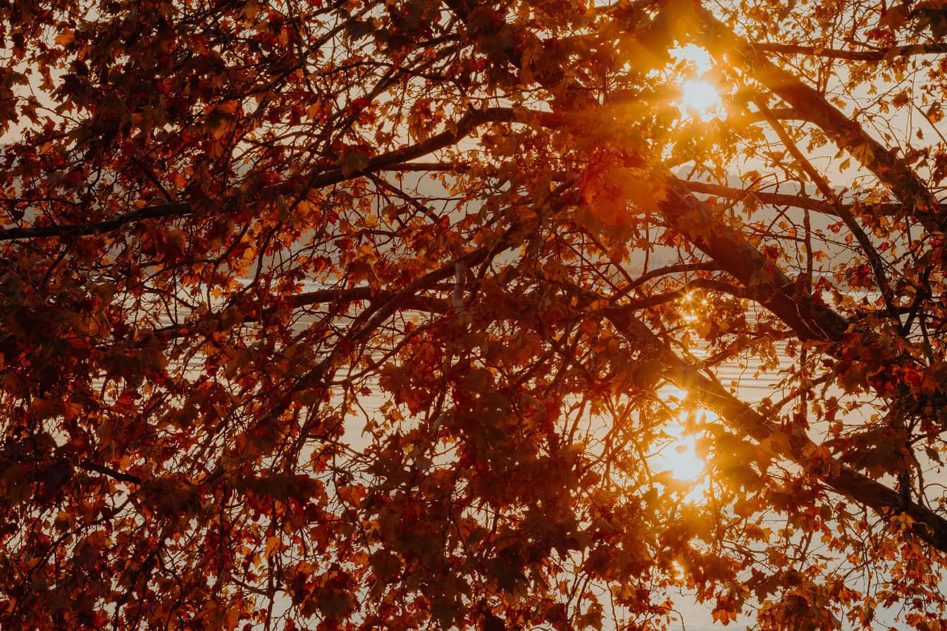 Matahari bersinar melalui cabang-cabang dengan daun kuning oranye kering