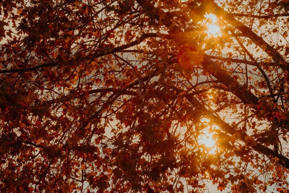 Солнце светит сквозь ветви с сухими оранжево-желтыми листьями