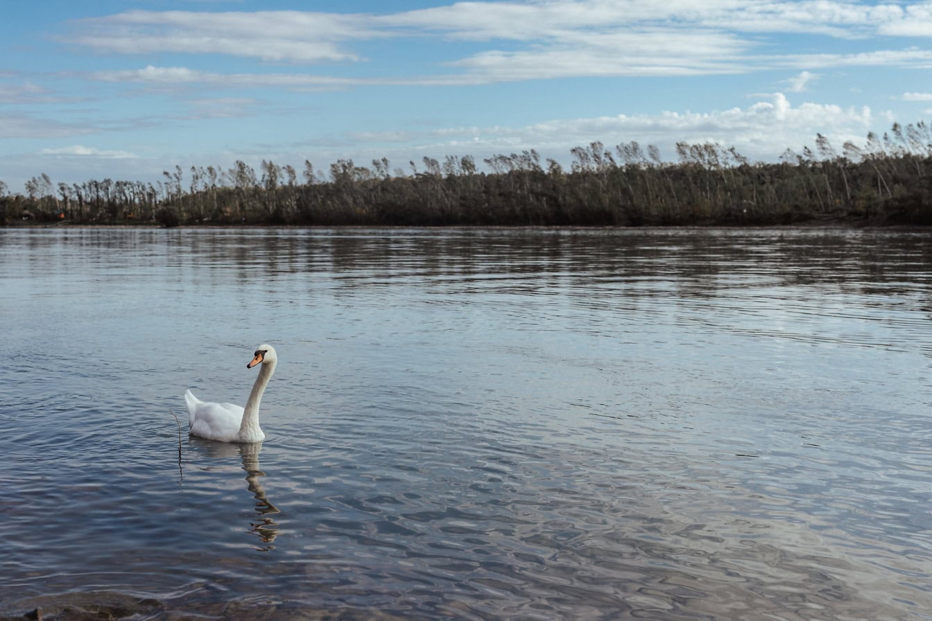 Млад бял лебед плува в езеро Тиквара близо до река Дунав в Бачка паланка в Сърбия