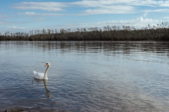 Cisne blanco joven nadando en un lago Tikvara cerca del río Danubio en Bačka Palanka en Serbia