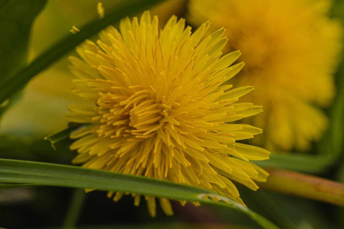 Foto close-up bunga dandelion kuning (Taraxacum officinale)