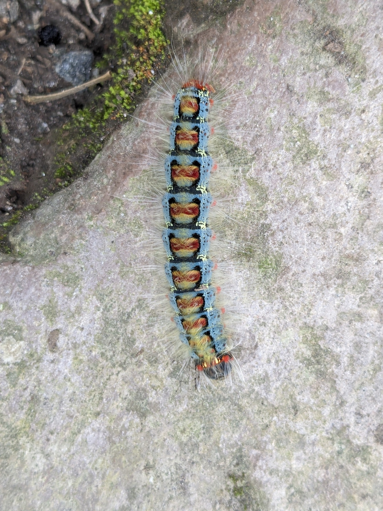 Farverig tropisk larve, en endemisk art af i Ecuador