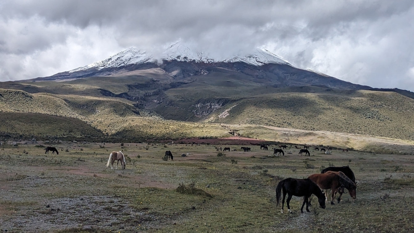 Skupina koní pasoucích se na poli se sopkou Cotopaxi se zasněženým vrcholem v pozadí