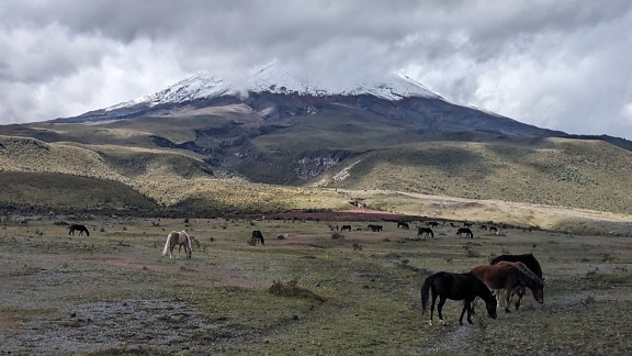 Група коне, пасящи в поле с вулкана Котопакси със снежен връх на заден план