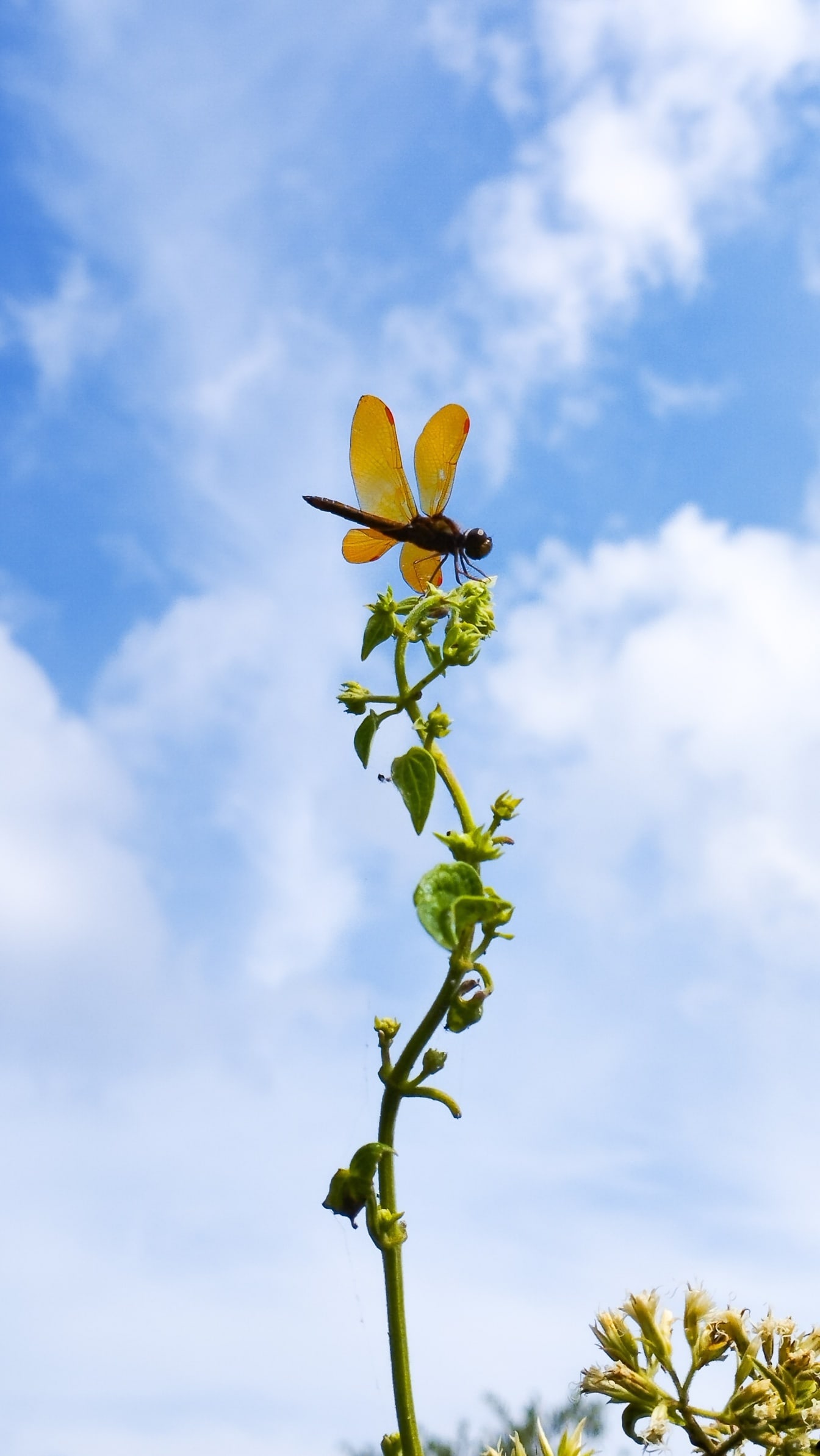 Vážka amberokřídlá východní (Perithemis tenera) na vrcholu rostliny s modrou oblohou v pozadí