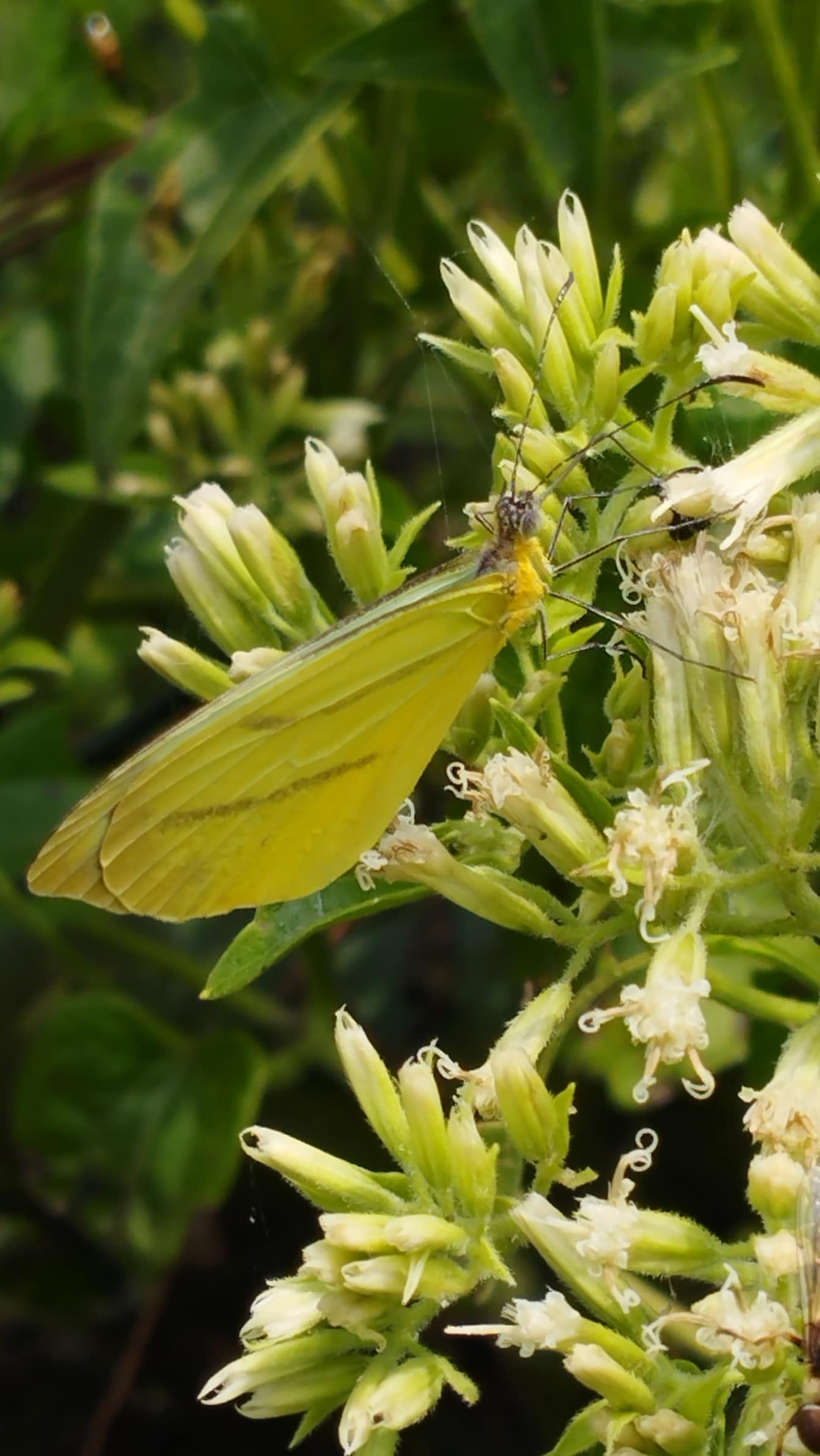 Close-up kupu-kupu kekuningan dengan sayap tertutup pada bunga (genus Enantia)