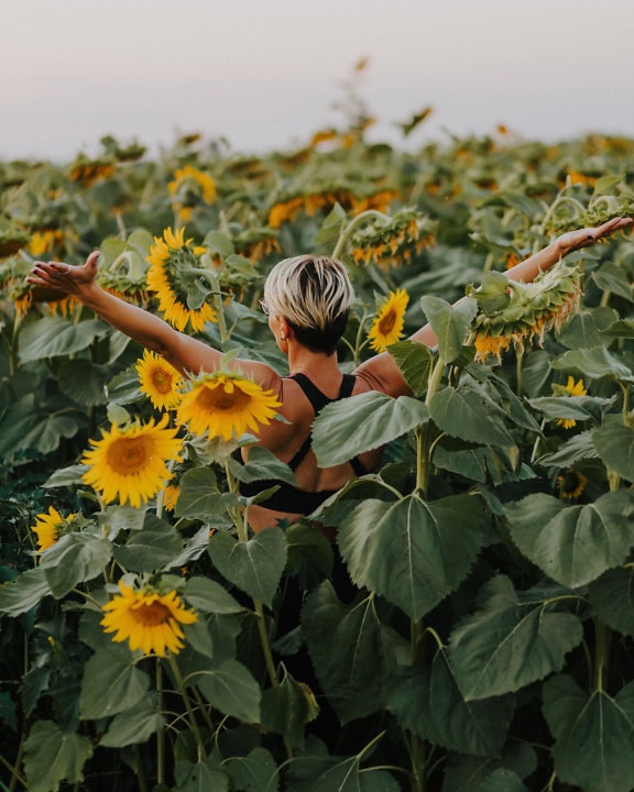 A happy woman in the sunflower field expresses happiness by spreading her arms