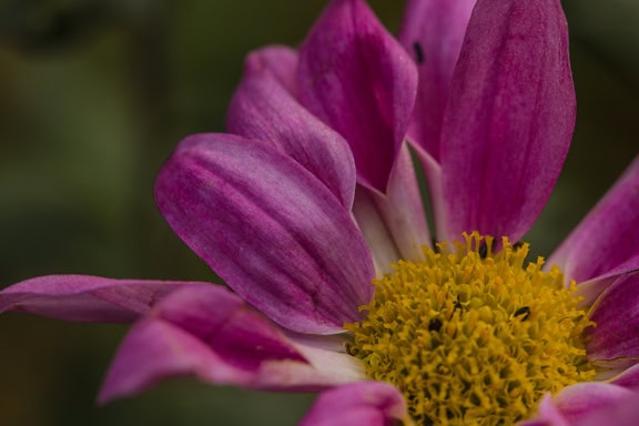 Nahaufnahme eines gelblichen Nektars einer Blüte mit dunkelrosa-violetten Blütenblättern