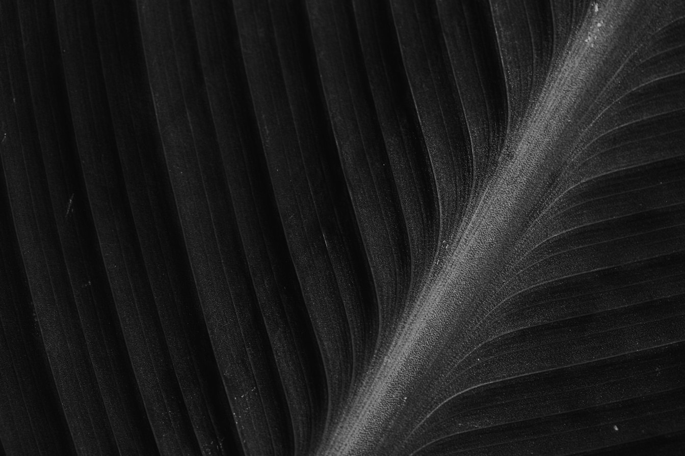 Texture in bianco e nero di una foglia con un primo piano sulle venature delle foglie