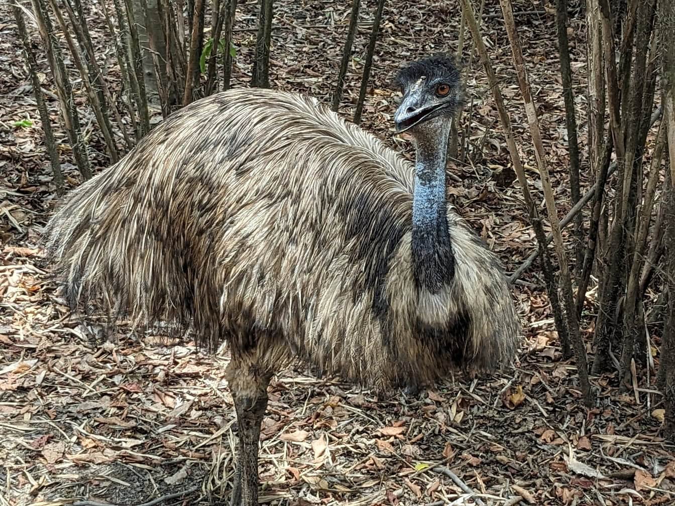 Emu bird (Dromaius novaehollandiae) uma espécie de ave da família Emuidae.