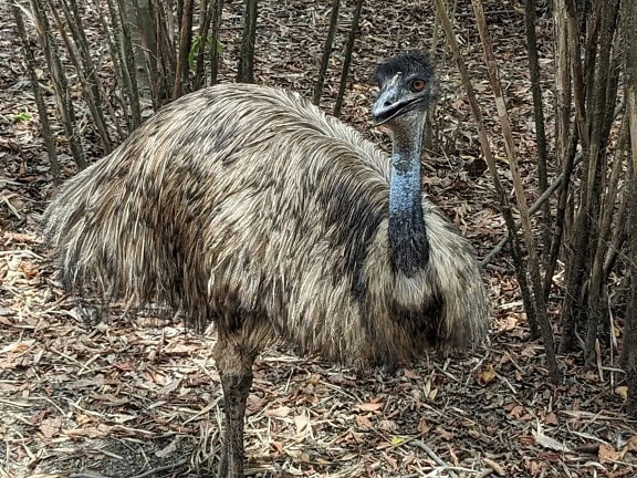 El ave emú (Dromaius novaehollandiae) una especie de ave no voladora endémica de Australia