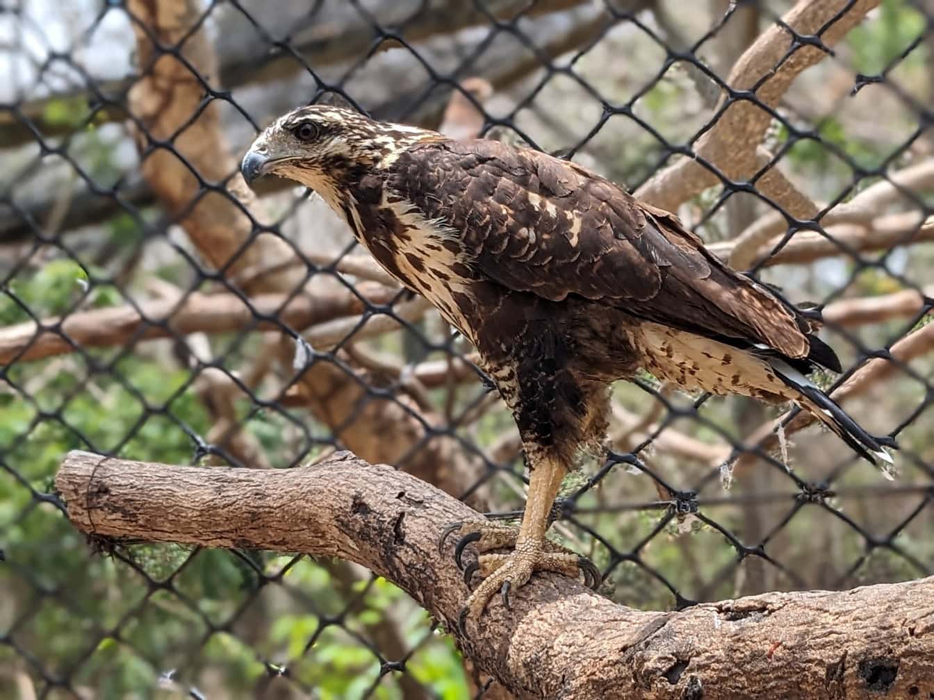 A bird of prey standing on a branch, a picture of a falcon in a zoo