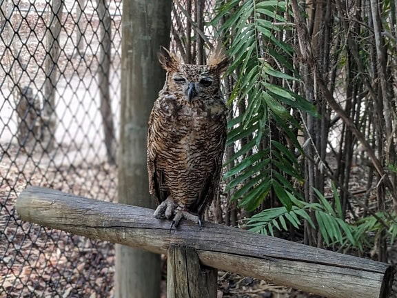 The South American great horned owl (Bubo virginianus nacurutu) also known as the Colombian great horned owl