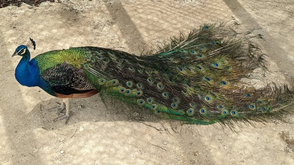 El pavo real indio también (Pavo cristatus) conocido como pavo real azul