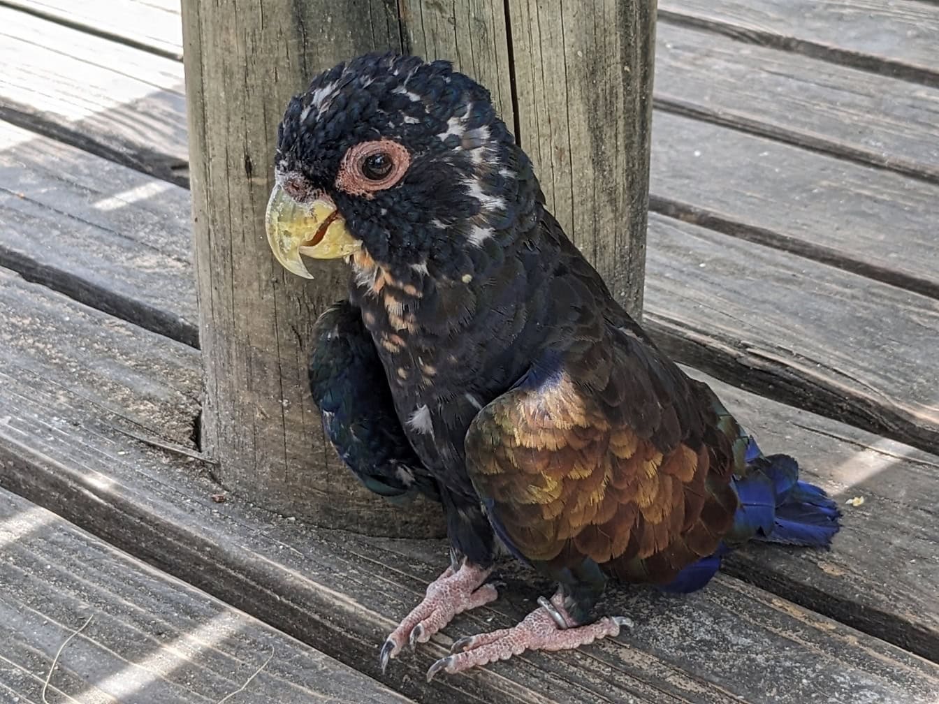 Een jonge brons-gevleugelde papegaai (Pionus chalcopterus) een vogel die op een houten oppervlakte zit