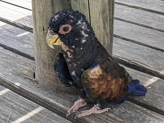 A young bronze-winged parrot (Pionus chalcopterus) a bird sitting on a wood surface