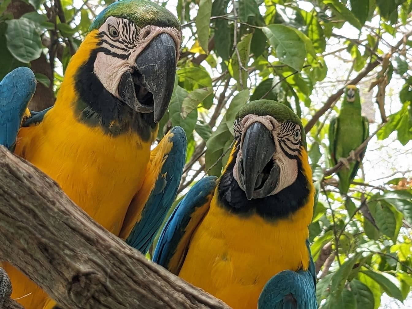 Barevný modrožlutý pták ara (Ara ararauna) známý také jako modrozlatý papoušek