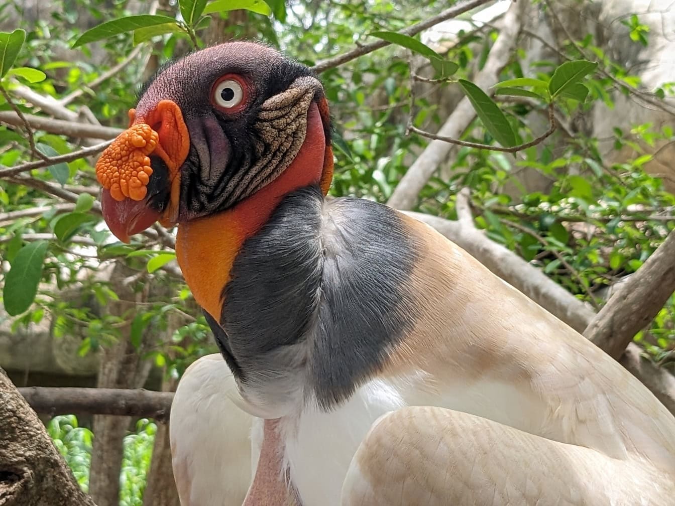 ภาพระยะใกล้ของนกแร้งราชา (Sarcoramphus papa) นกเขตร้อนที่มีจงอยปากสีส้มขนาดใหญ่