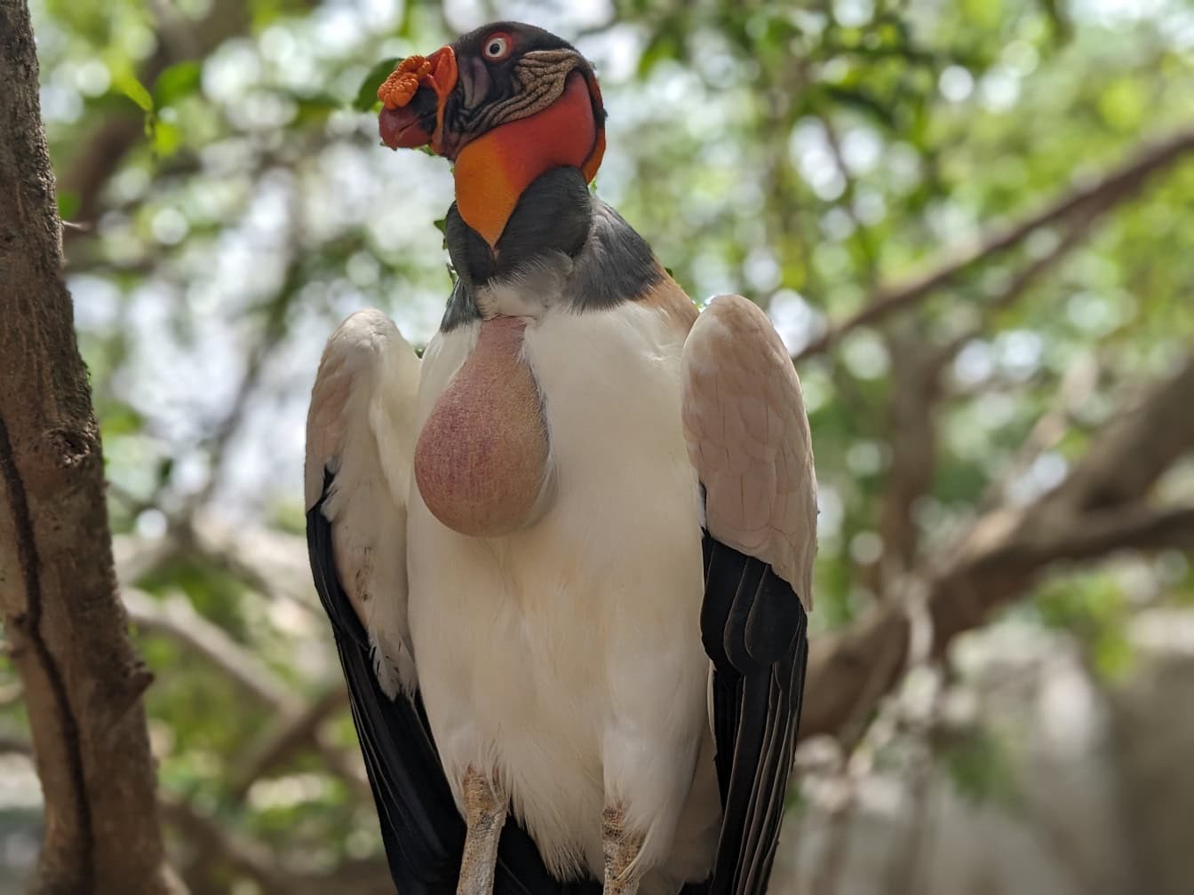 Vulturul rege (Sarcoramphus papa) o pasăre mare originară din America Centrală și de Sud, stând pe o ramură de copac