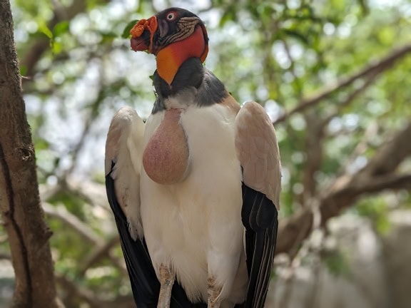 Kongggribben (Sarcoramphus papa) en stor fugl hjemmehørende i Central- og Sydamerika, der står på en trægren