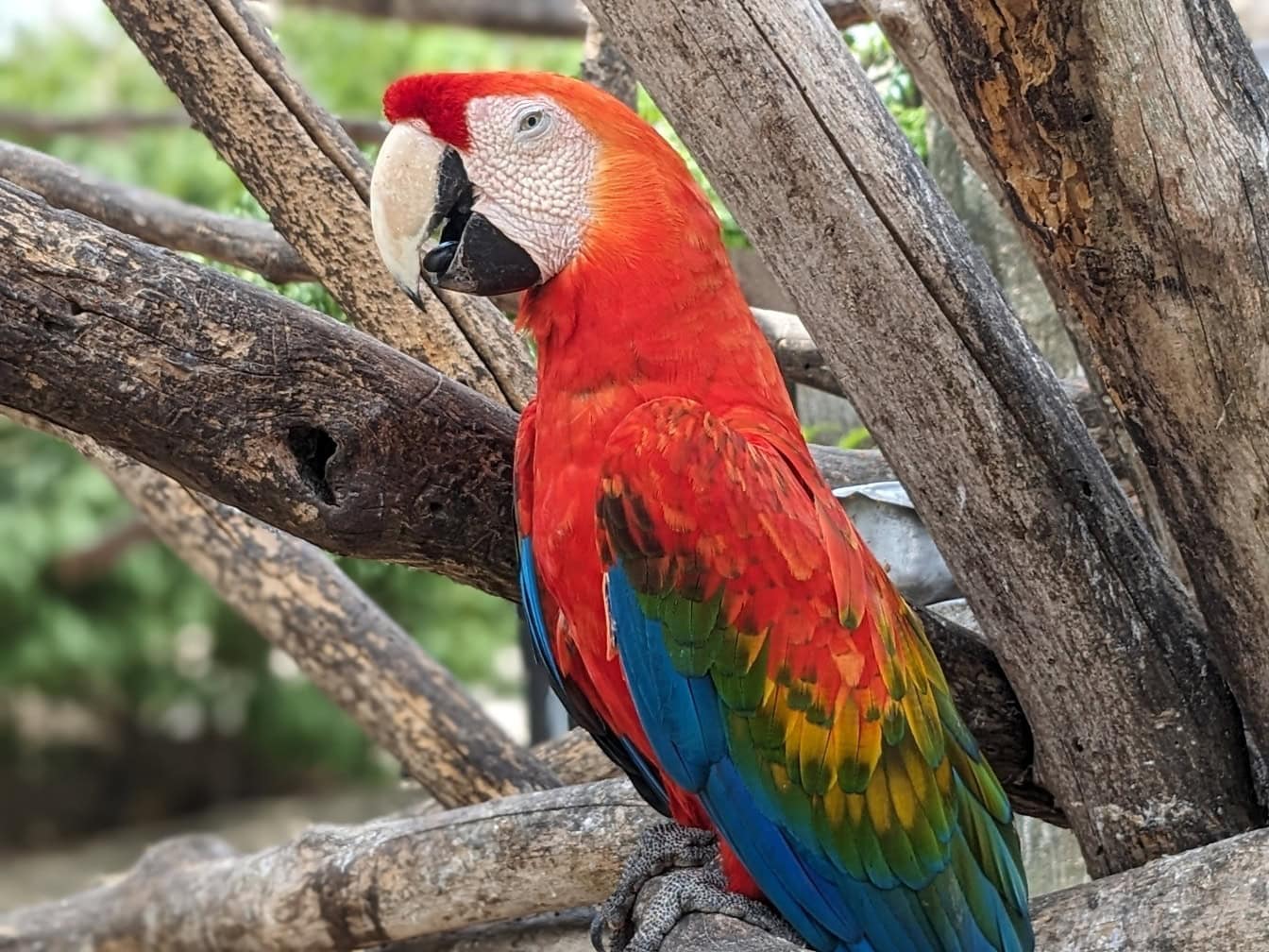 나뭇가지에 매달린 주홍색 금강앵무 앵무새 (Ara macao) 아메리카 대륙의 열대우림에 서식하는 크고 이국적인 신열대 앵무새입니다