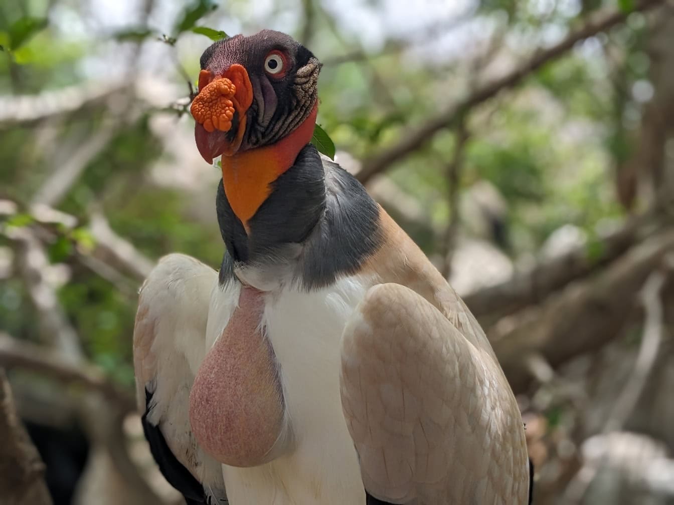 Sup kráľovský (Sarcoramphus papa) tropický vták s veľkým oranžovo sfarbeným zobákom