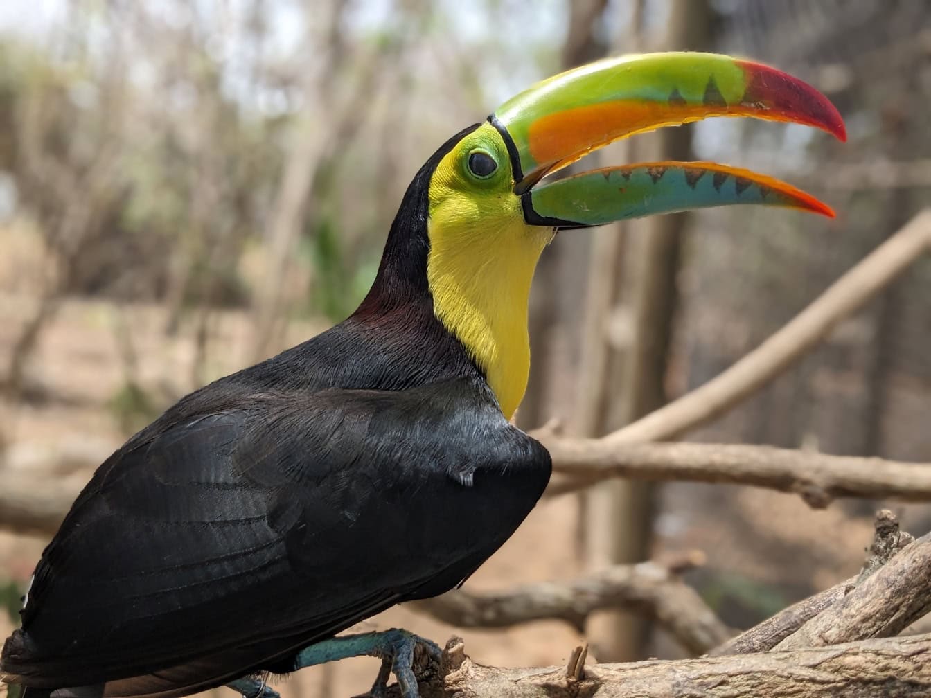The keel-billed toucan, also known as sulfur-breasted toucan (Ramphastos sulfuratus)