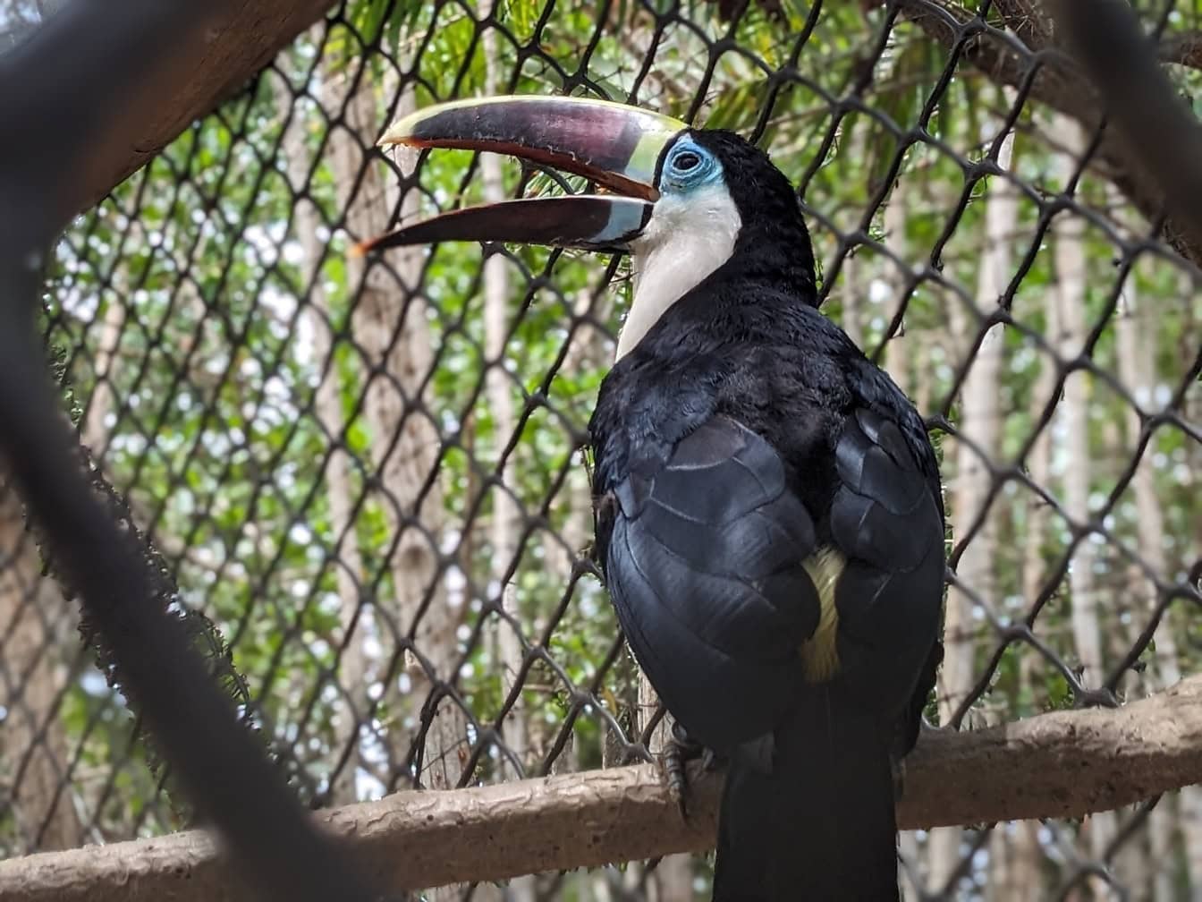 白喉巨嘴鸟 (Ramphastos tucanus) 动物园里的一种大型热带鸟类