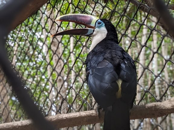 ノドジロオオハシ (Ramphastos tucanus) 動物園の大きな熱帯の鳥です