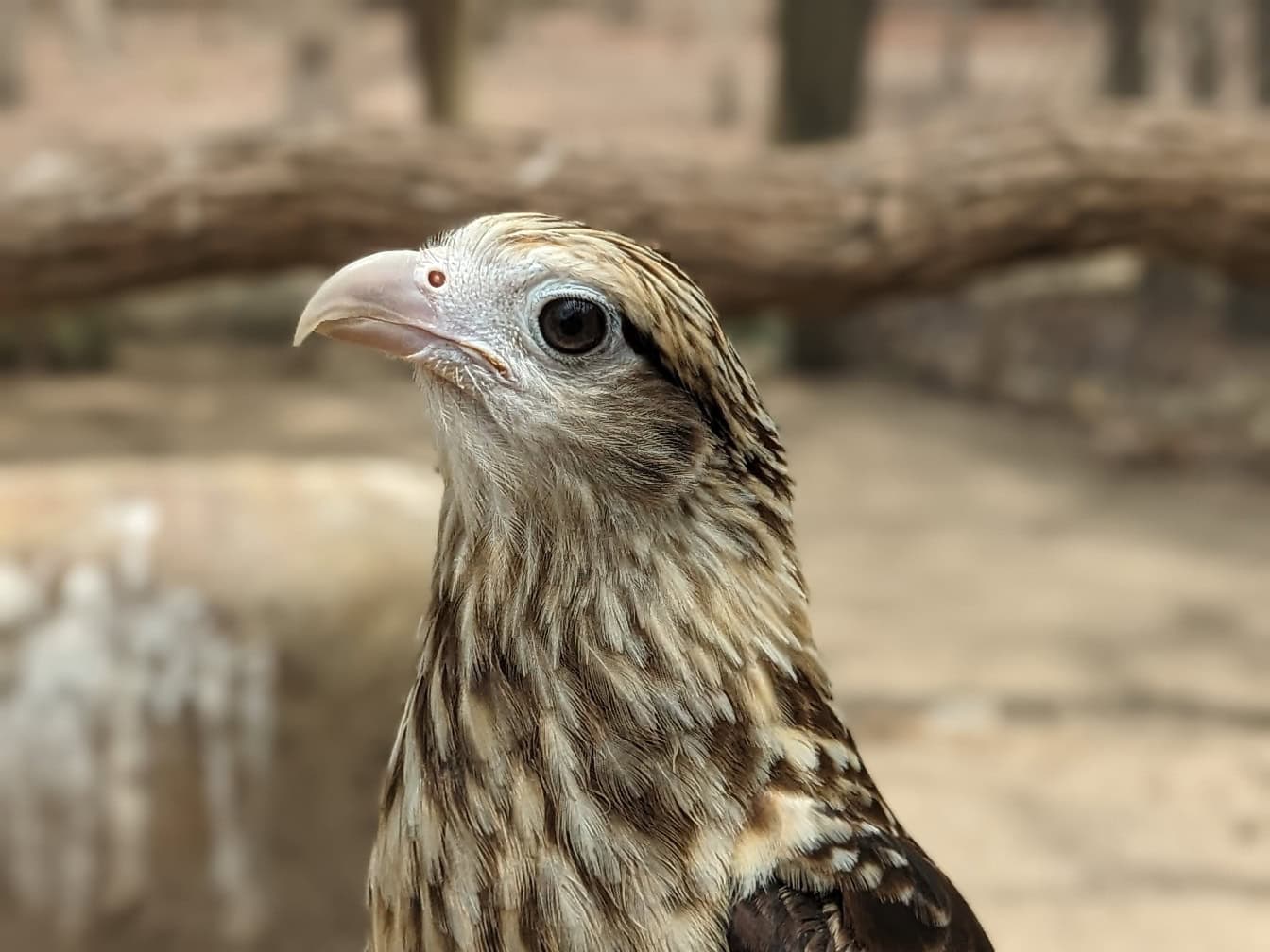Cận cảnh đầu của caracara đầu vàng (Daptrius chimachima) một loài chim ưng nhiệt đới có nguồn gốc từ Trung và Nam Mỹ