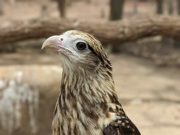 Nahaufnahme des Kopfes des Gelbkopf-Karakaras (Daptrius chimachima) eines tropischen Falken, der in Mittel- und Südamerika beheimatet ist