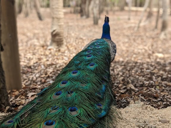 The Indian peafowl or blue peacock (Pavo cristatus) a bird with long beautiful dark green tail on the ground