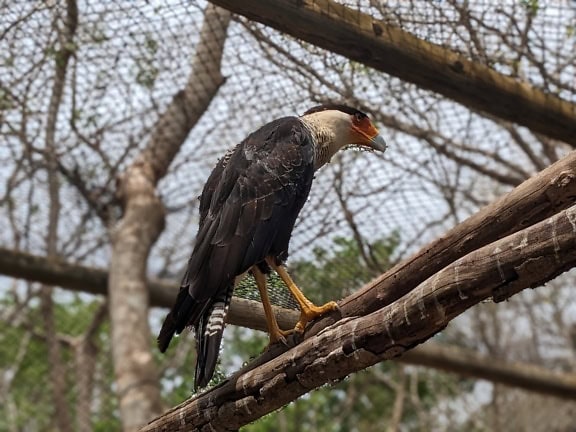 The northern caracara (Caracara plancus) a large tropical black-and-white falcon inside cage in ZOO park