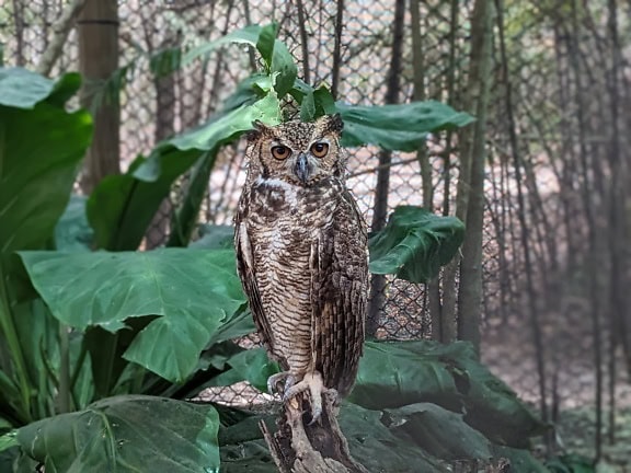 The South American great horned owl, also known as Venezuelan great horned owl (Bubo virginianus nacurutu)