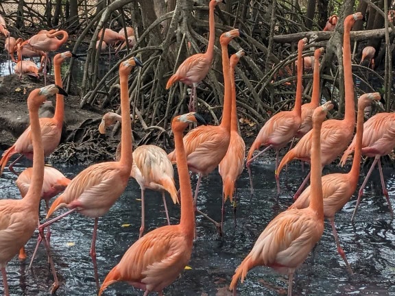 Flock of the American flamingos (Phoenicopterus ruber) standing in water with their head up