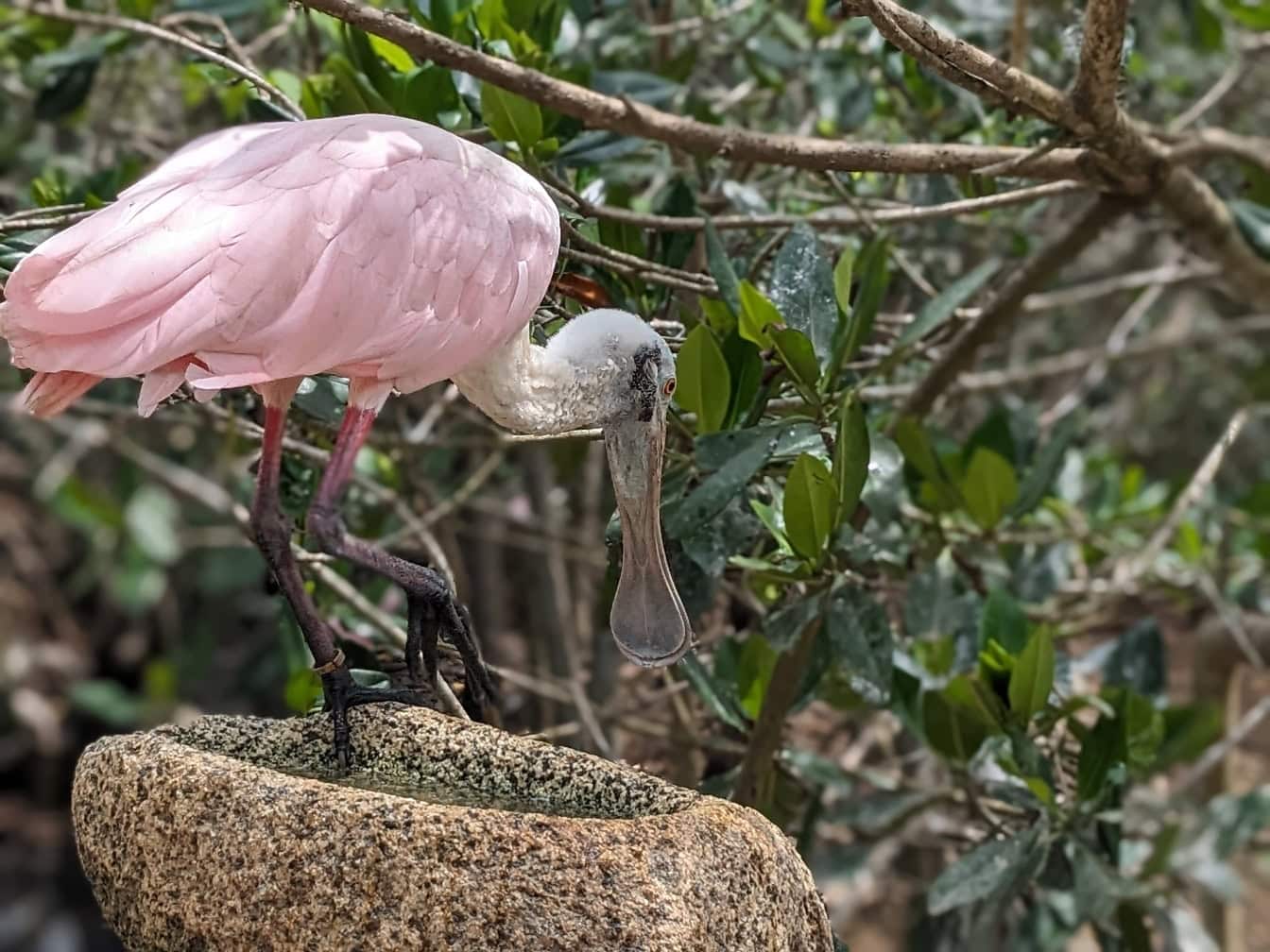バラ色のヘラサギの鳥 (Platalea ajaja) 、アメリカ大陸の熱帯地域からの熱帯のピンクがかった渉禽類です