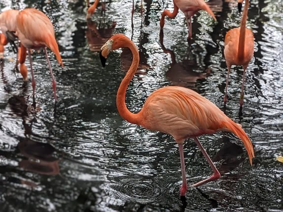 The American flamingo (Phoenicopterus ruber) a species of flamingo native to the northern South America
