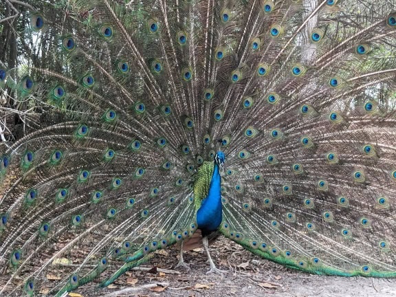 Hermoso pavo real indio o pavo real azul (Pavo cristatus) con plumas extendidas en la cola