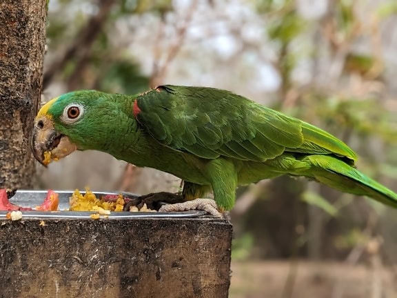 Панамский амазонский попугай, также известный как панамская желтоголовая амазонская птица, (Amazona ochrocephala panamensis) зеленый попугай, поедающий пищу