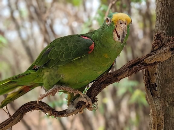 Grünlich-gelber Papagei, der im Amazonas-(Amazona ochrocephala) heimisch ist