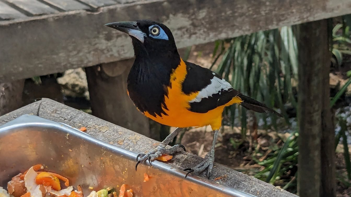 Den venezuelanska fågeln (Icterus icterus) en nationalfågel i Venezuela