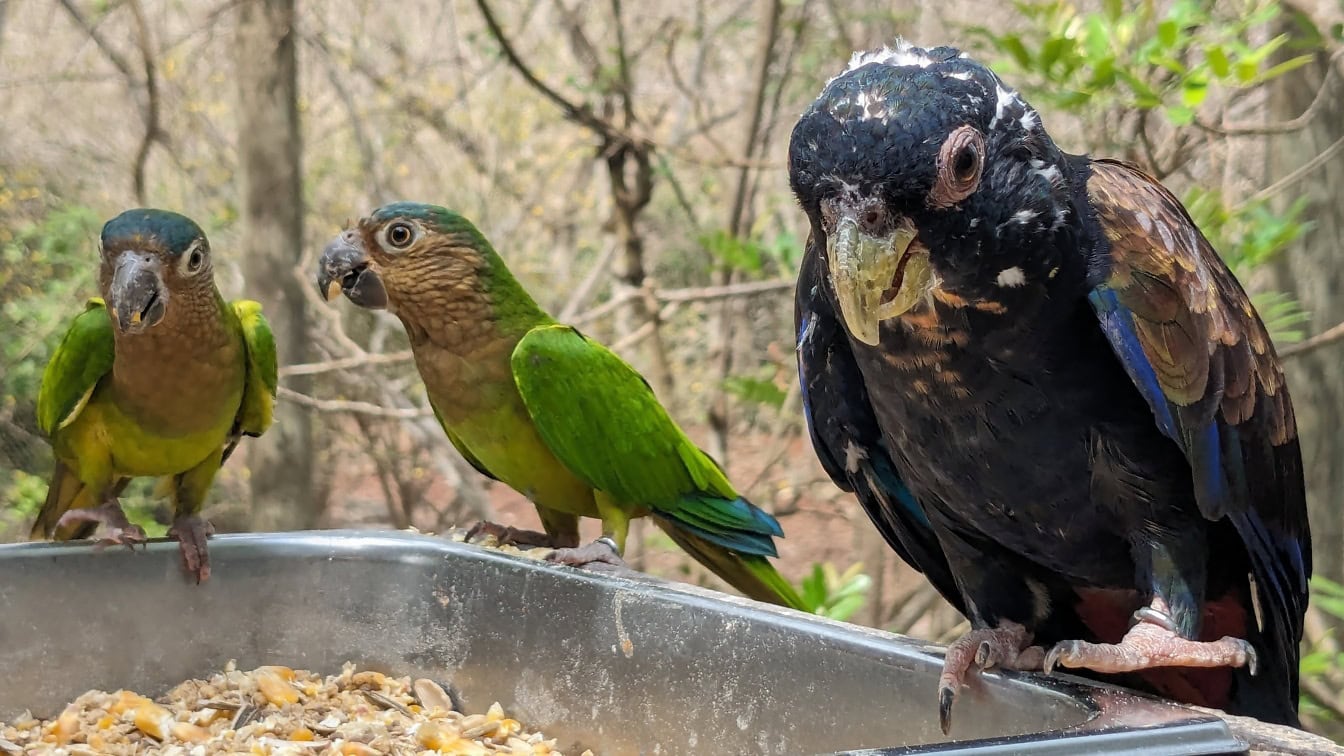 Păsări papagali cu gât brun (Eupsittula pertinax) în picioare lângă papagalul cu aripi de bronz (Pionus chalcopterus)