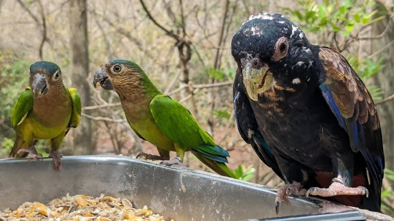 Brown-throated parakeet birds (Eupsittula pertinax) standing by the bronze-winged parrot (Pionus chalcopterus)